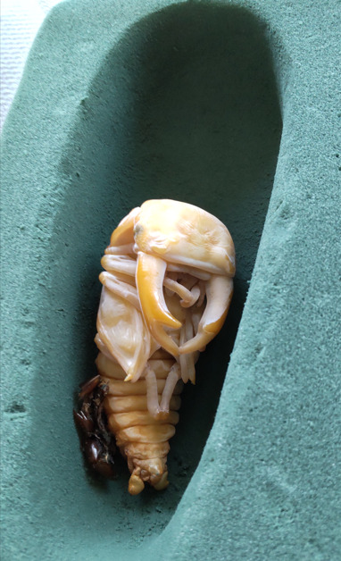 国産オオクワガタに人口蛹室を利用する際の注意点 | クワブリはじめ
